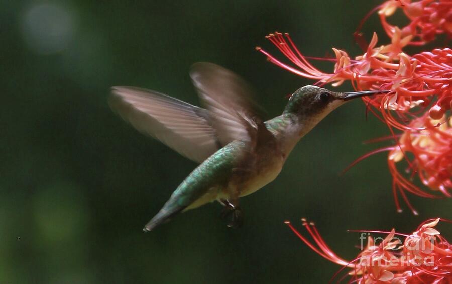 Hummingbird, Orlando, FL Photograph by Dodie Ulery