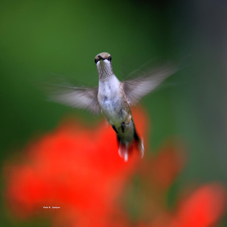 Hummer Flight Photograph by Dale R Carlson