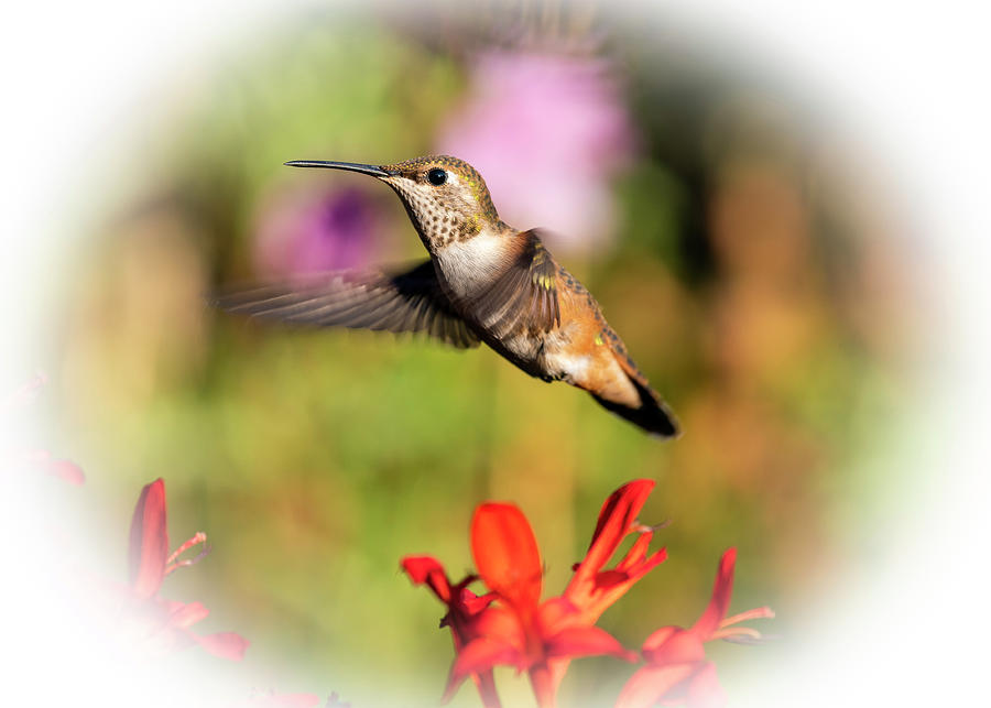 Animals Photograph - Hummer Fly By by Robert Potts
