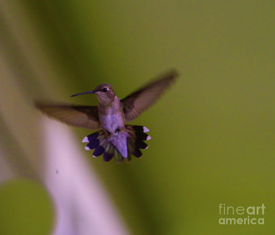 Hummer Flying Around Photograph