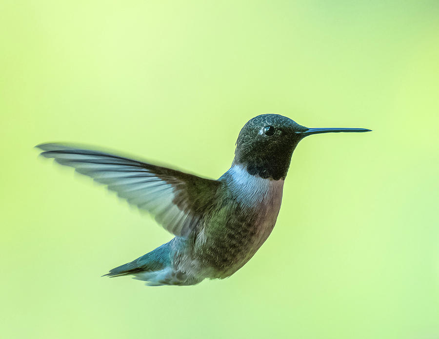 Hummer In Summer Photograph by Yeates Photography