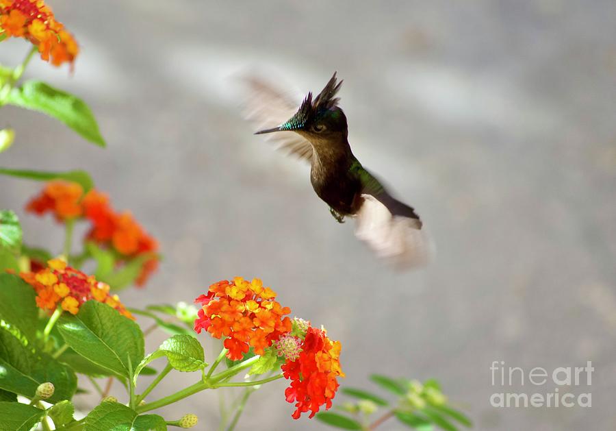 Hummer Photograph by Laura Forde