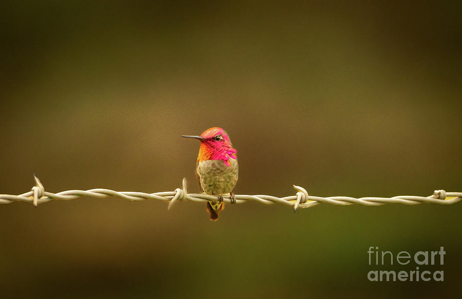 Hummer On A Wire Photograph by Nick Boren
