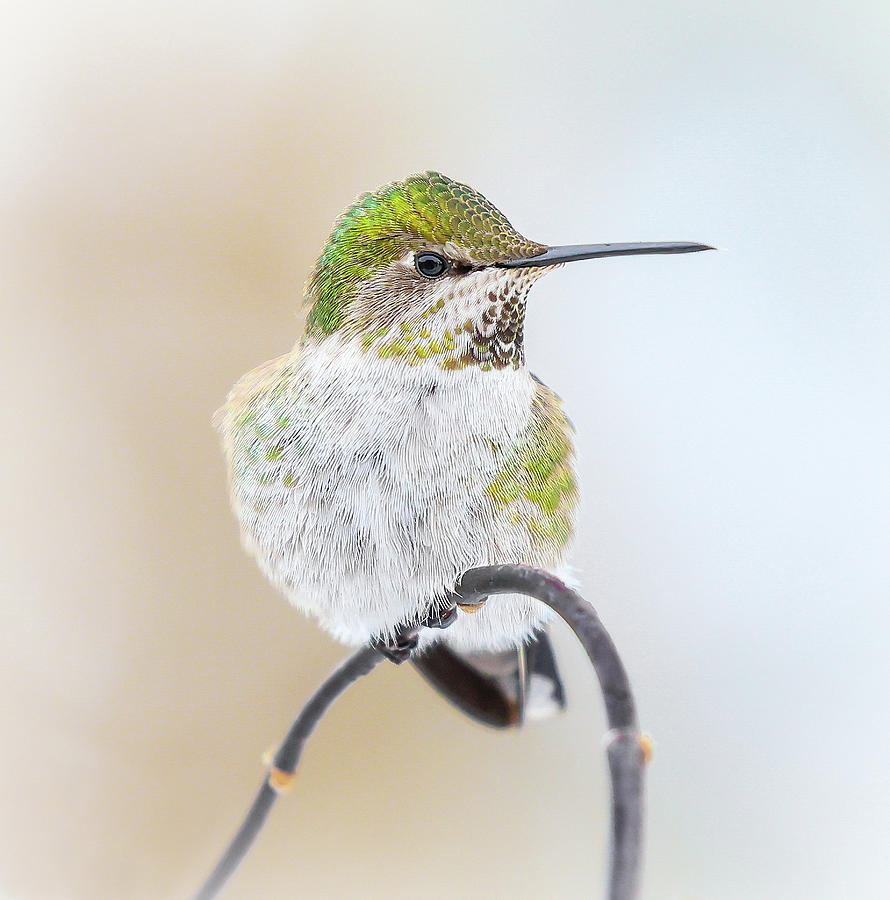 Hummer Perched On A Branch Photograph