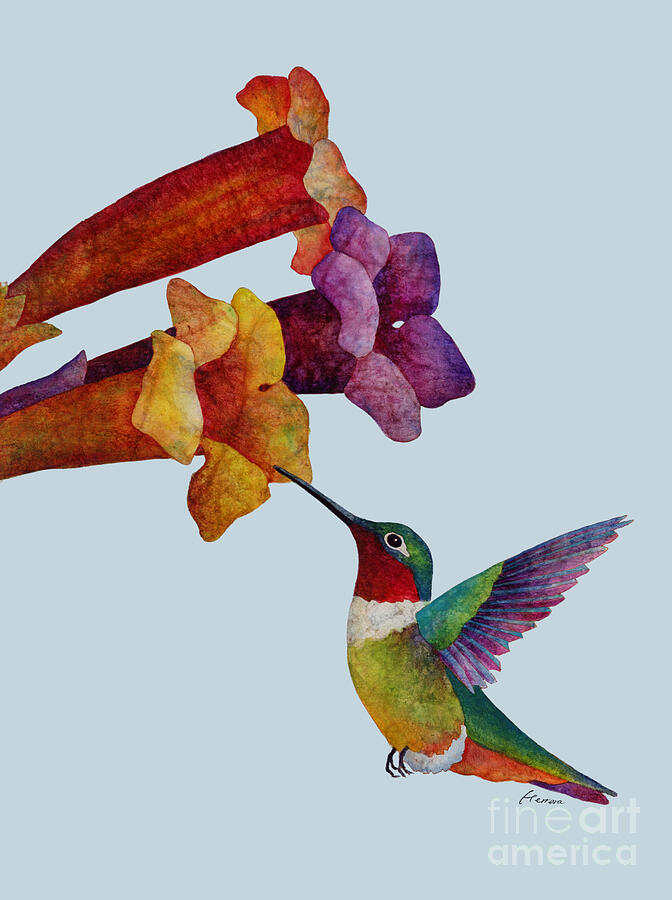 Hummingbird Painting - Hummer Time - solid background by Hailey E Herrera