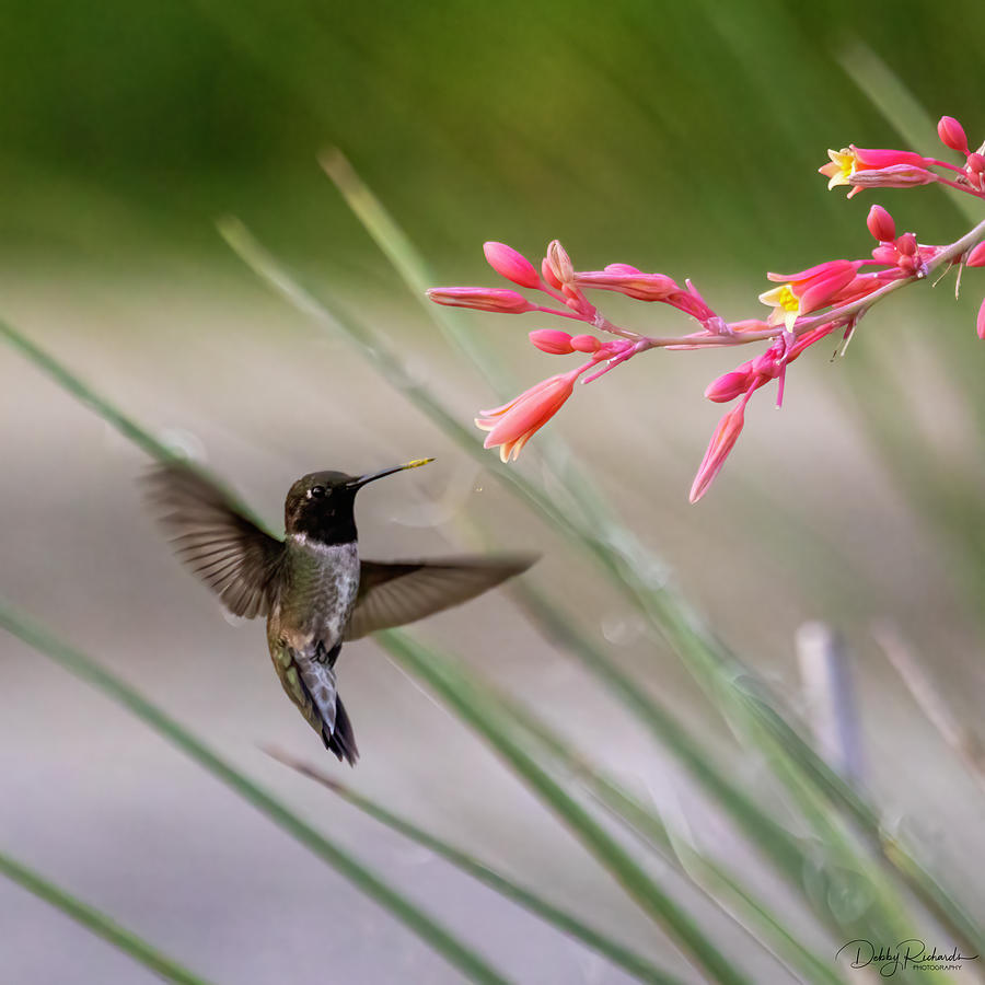 Hummer with pollen Photograph by Debby Richards