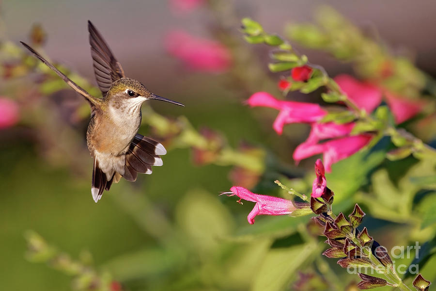 Hummers in the Garden Photograph by Natural Focal Point Photography