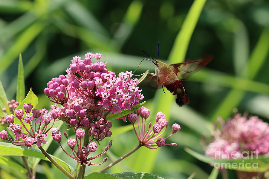 Humminbird Moth Photograph by Tom Doud