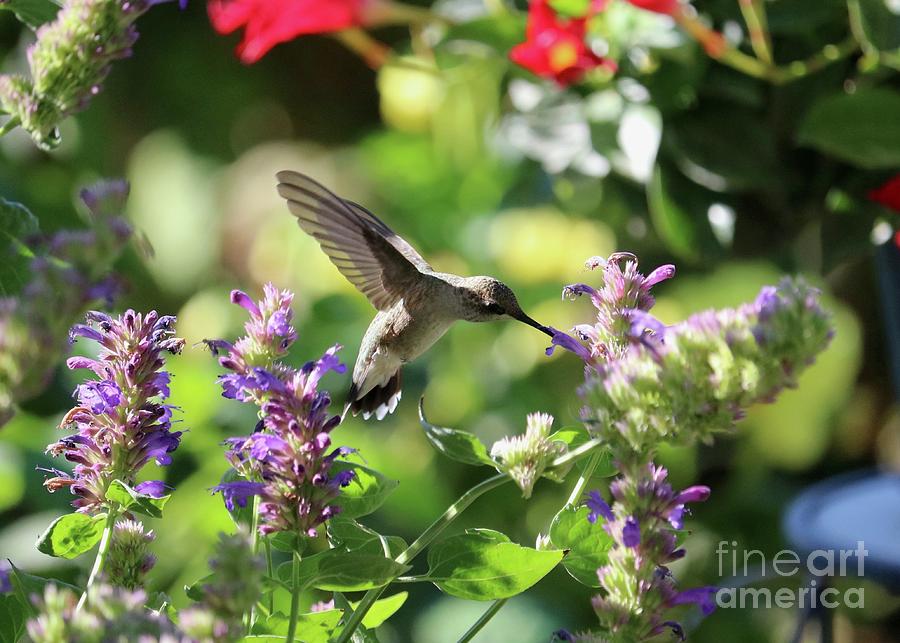 Humminbird Serene Garden Photograph by Carol Groenen