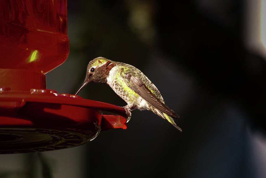 Humming bird at feeder Photograph by Ron Roberts