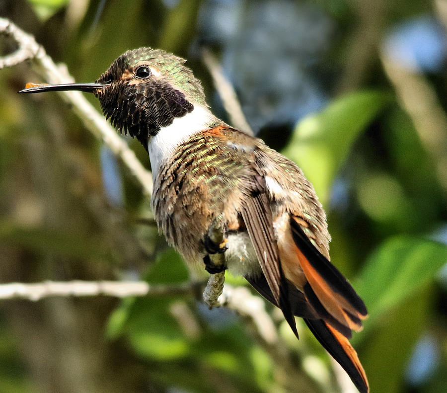 Humming Bird - Bahamawoodstar Photograph by Montez Kerr