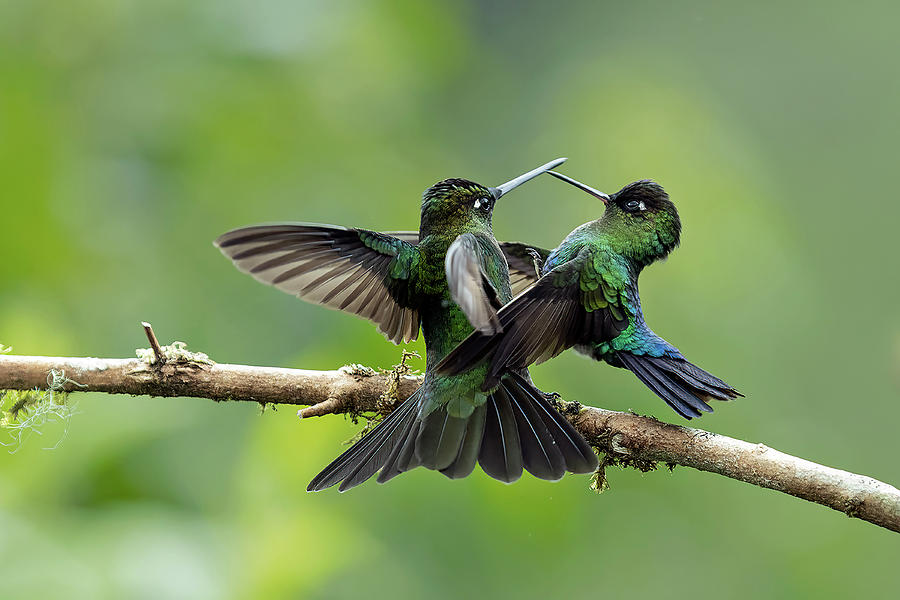 Humming Bird Chase Photograph by Ramabhadran Thirupattur