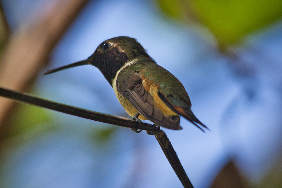 Humming Bird Close Up Photograph by Montez Kerr