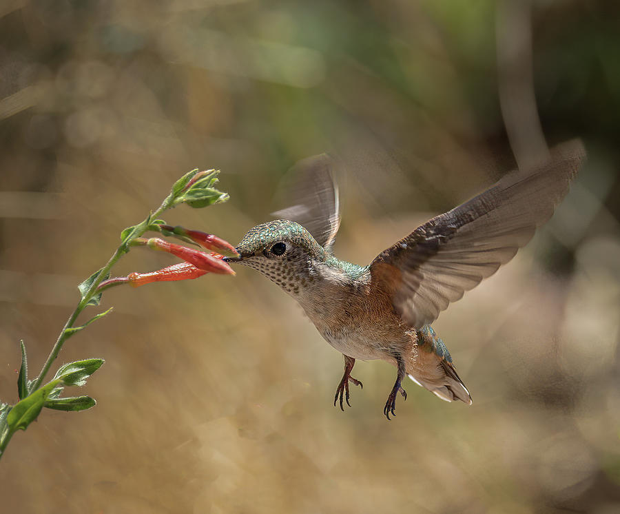 Humming Bird Closeup Photograph by Phillip Rubino