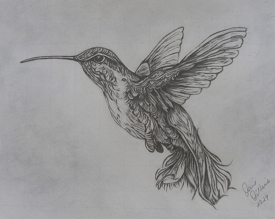 Humming Bird Drawing by Diane  DiMaria