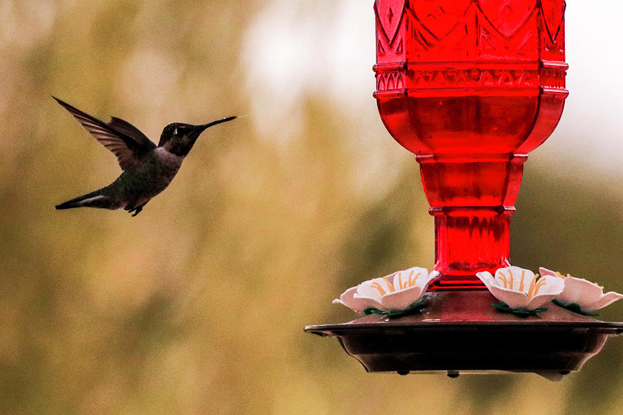Humming Bird Feeder Photograph by Dr Janine Williams