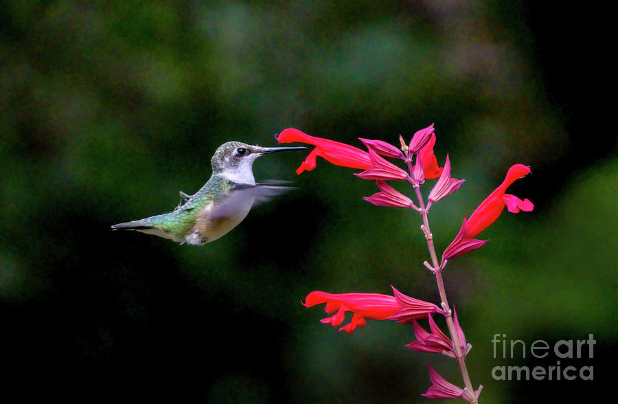 Humming Bird Flying To Flower Photograph by Charline Xia
