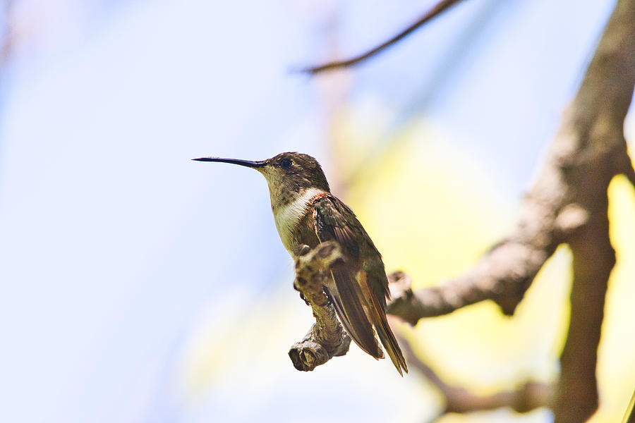 Humming Bird Hanging in a Tree Photograph by Montez Kerr