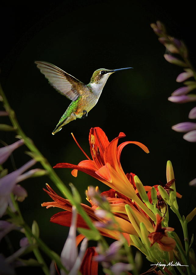 Humming Bird Photograph by Harry Moulton