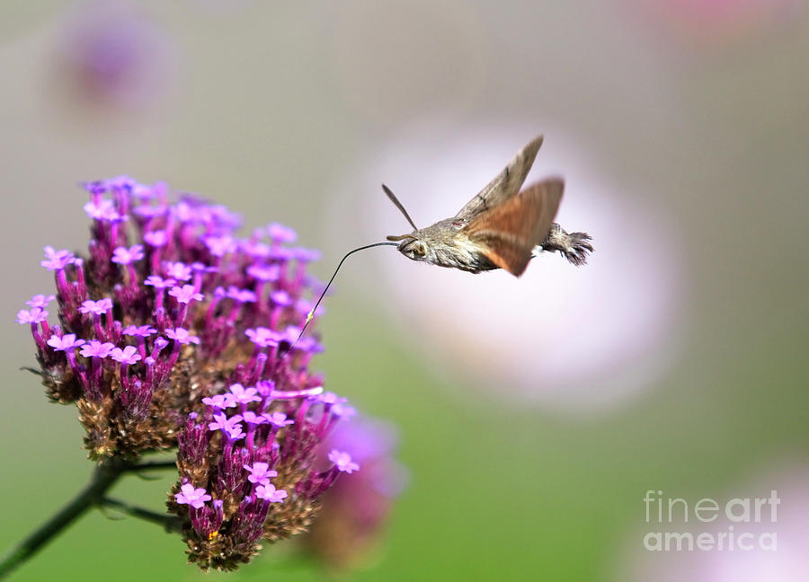Humming-bird Hawk-moth, Macroglossum stellatarum Photograph by Tony Mills