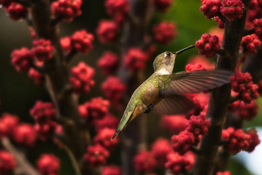 Humming Bird In The Flowers Photograph