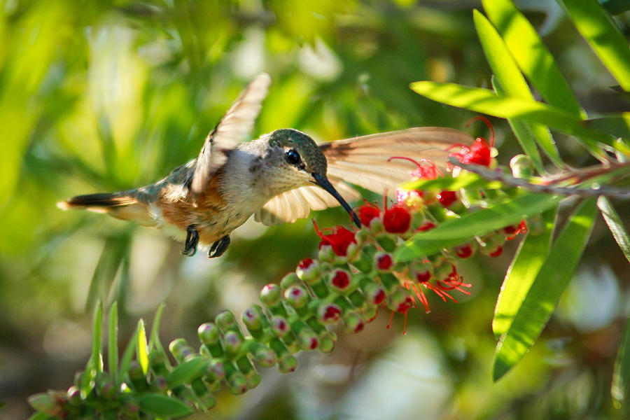 Humming Bird in Tree Photograph by Montez Kerr