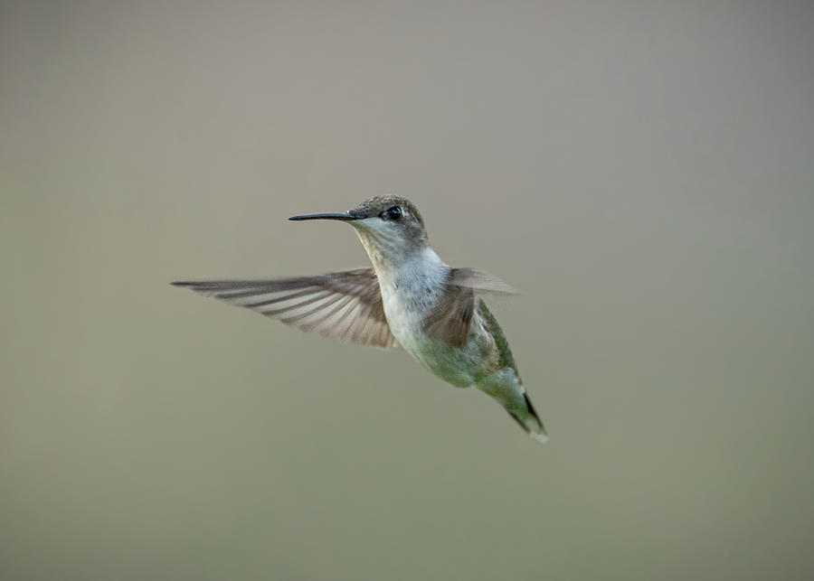 Humming Bird Photograph by Holden The Moment