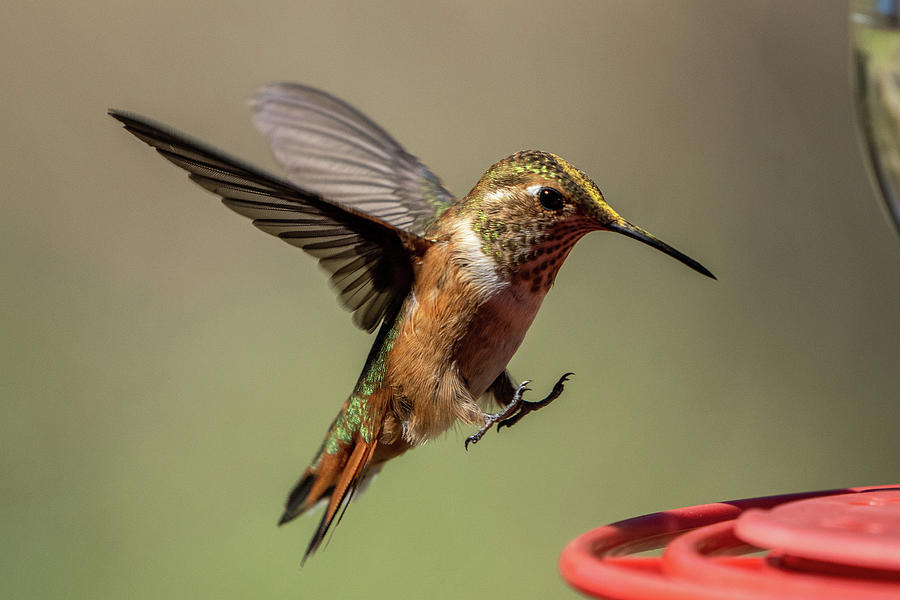 Hummingbird Landing on Feeder Photograph by Wesley Aston