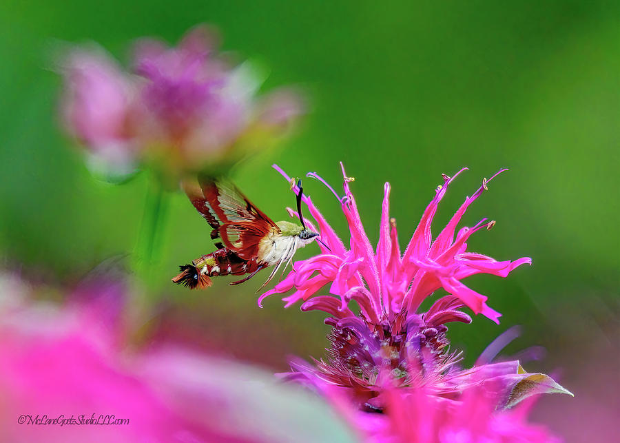 Humming Bird Moth Bee Balm Photograph