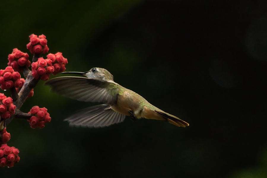 Humming Bird Motion Photograph