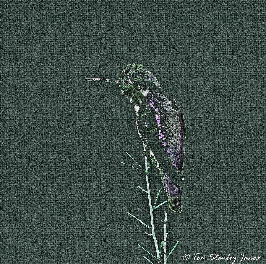 Humming Bird On Perch Digital Art by Tom Janca
