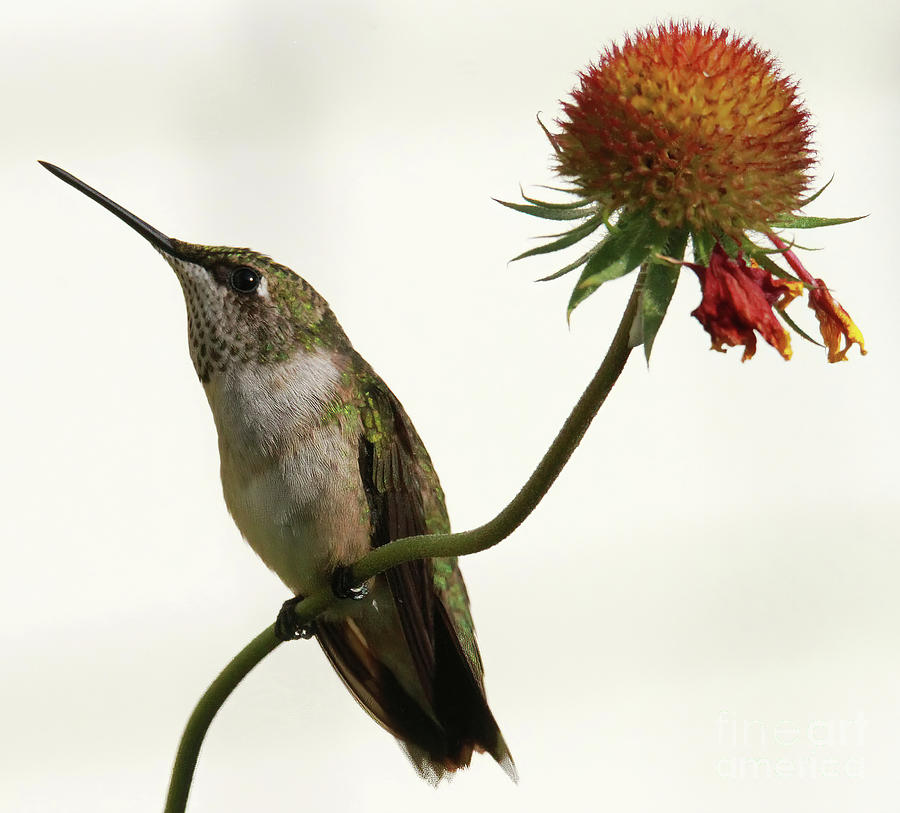 Humming Bird  Photograph by Roger Becker