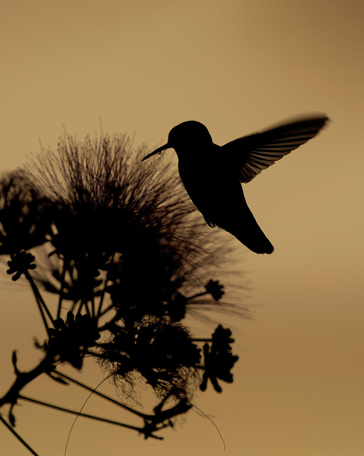 Humming Bird Silhouette Photograph