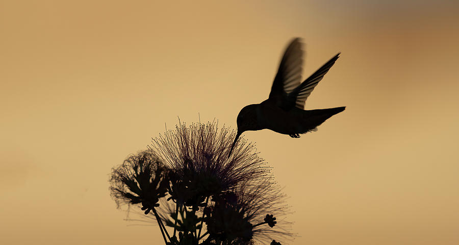 Humming Bird silhouette ll Photograph by Gary Langley