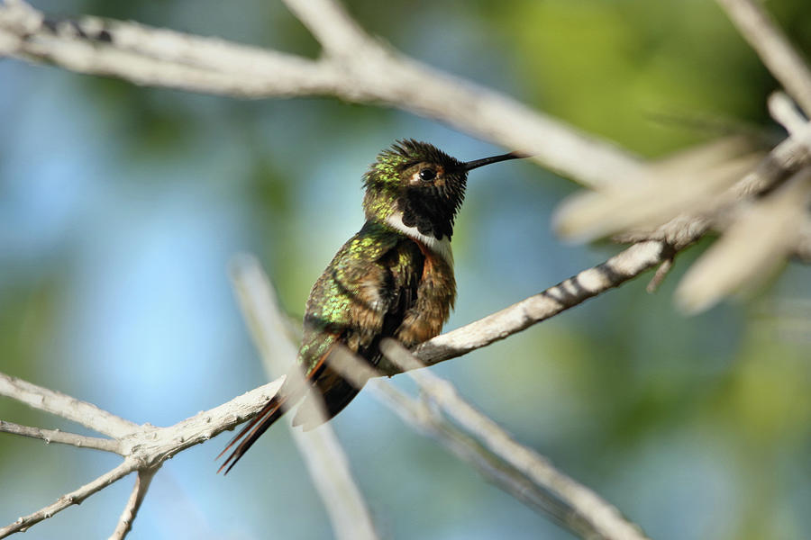 Humming Bird sitting in a tree Photograph by Montez Kerr