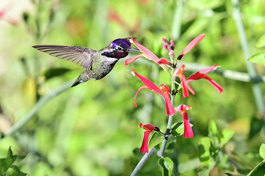Humming Bird Snack Photograph by Chris Casas