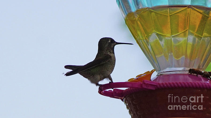 Humming bird Photograph by Steve Speights