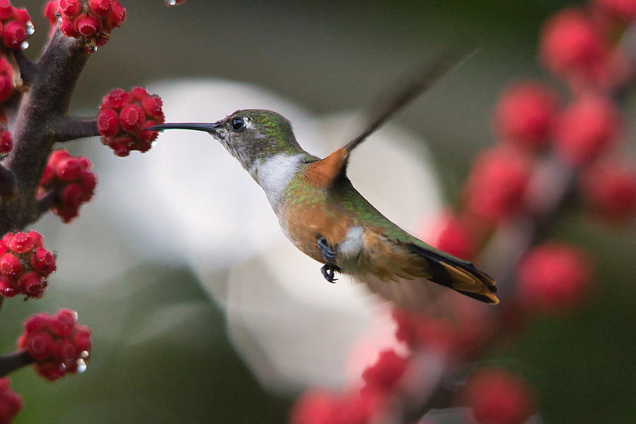 Humming Bird Taking A Sip Of Nectar Photograph