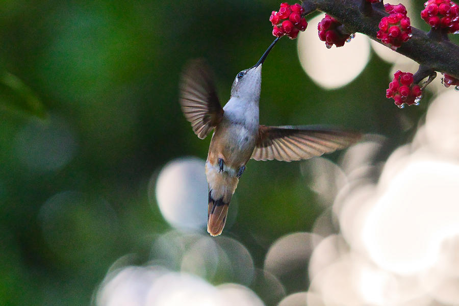 Humming Birds With Wings Photograph