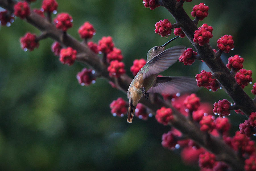 Humming Taking A Sip Of Nectar Photograph
