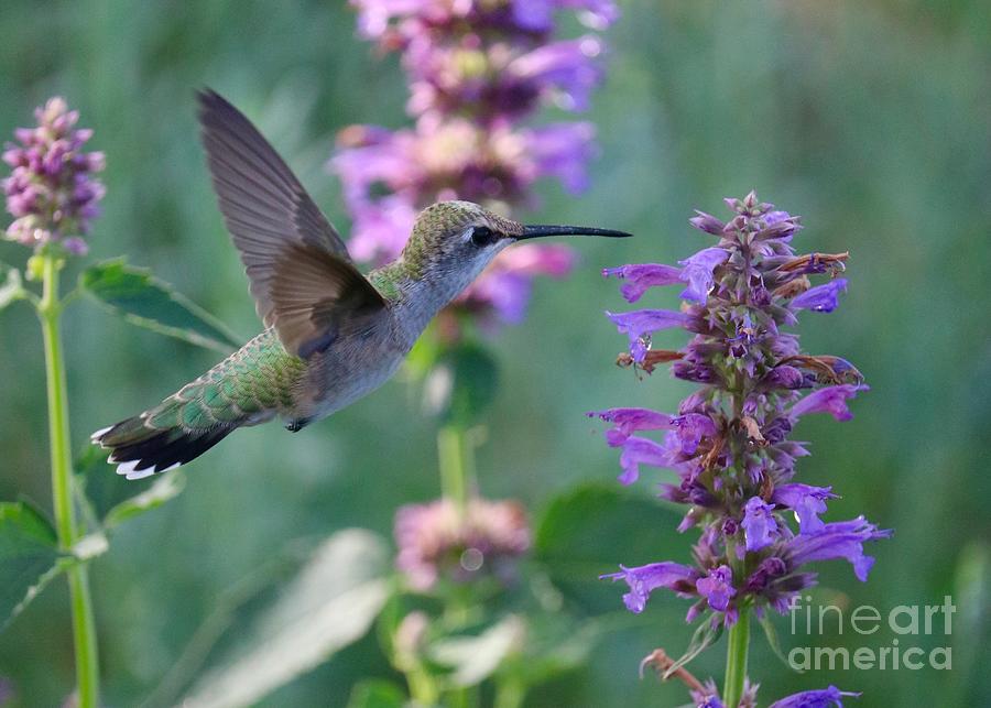 Hummingbird Among Purple Flowers Photograph by Carol Groenen