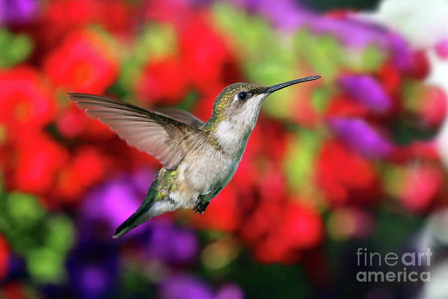 Hummingbird  0023  bb Photograph by Jack Schultz