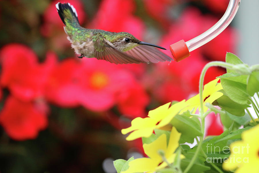 Hummingbird  0046 Photograph by Jack Schultz