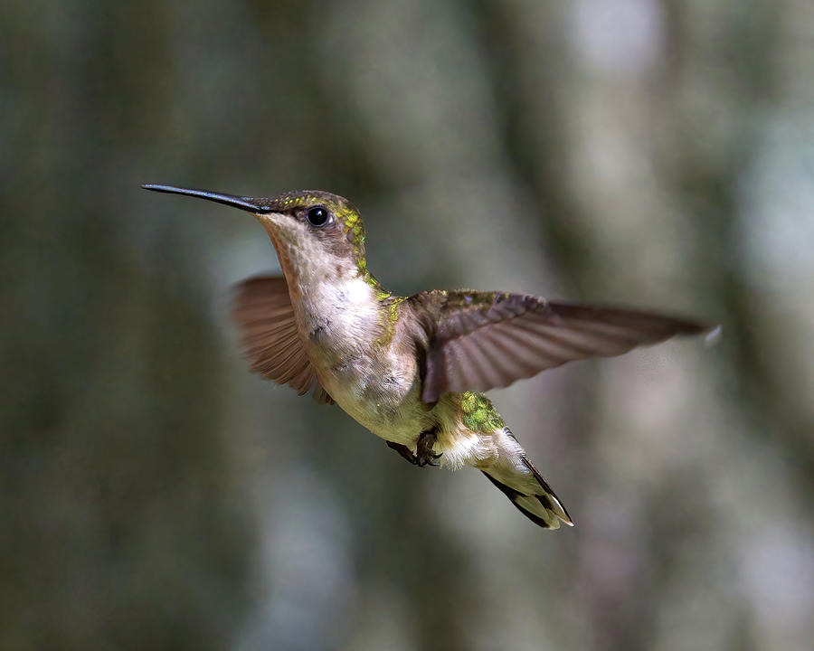 Hummingbird 1 Photograph by Flinn Hackett