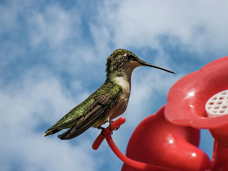 Hummingbird Photograph - Hummingbird 1 by Jerry LoFaro