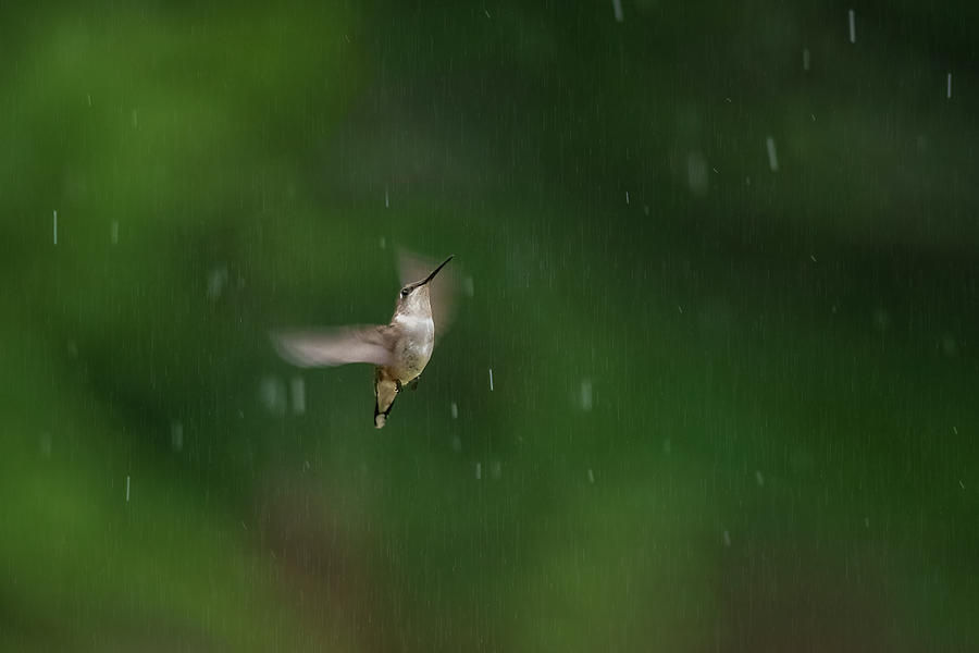 Hummingbird-1 Photograph by John Kirkland