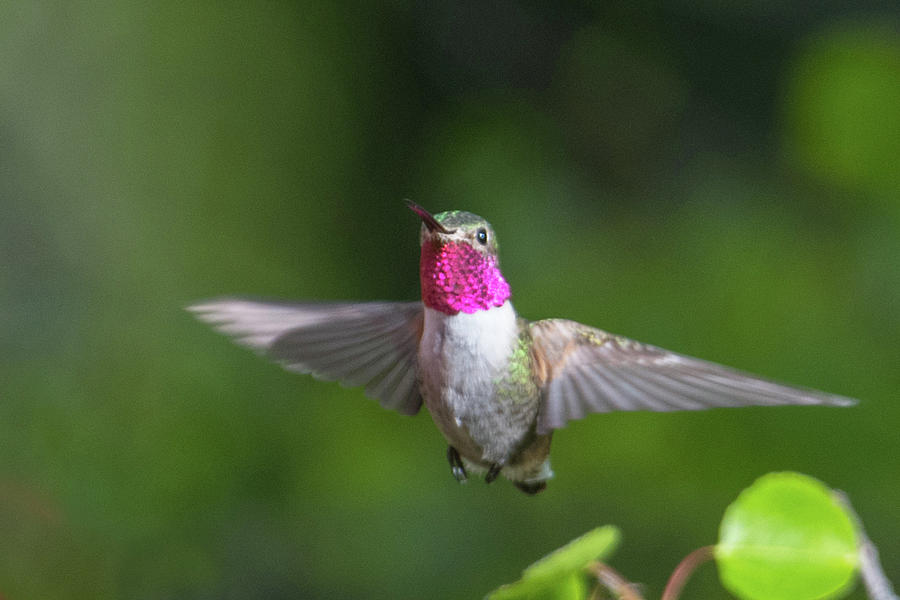 Hummingbird 16 Photograph by Catherine Lau
