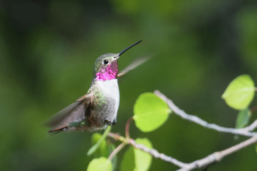 Hummingbird 17 Photograph by Catherine Lau