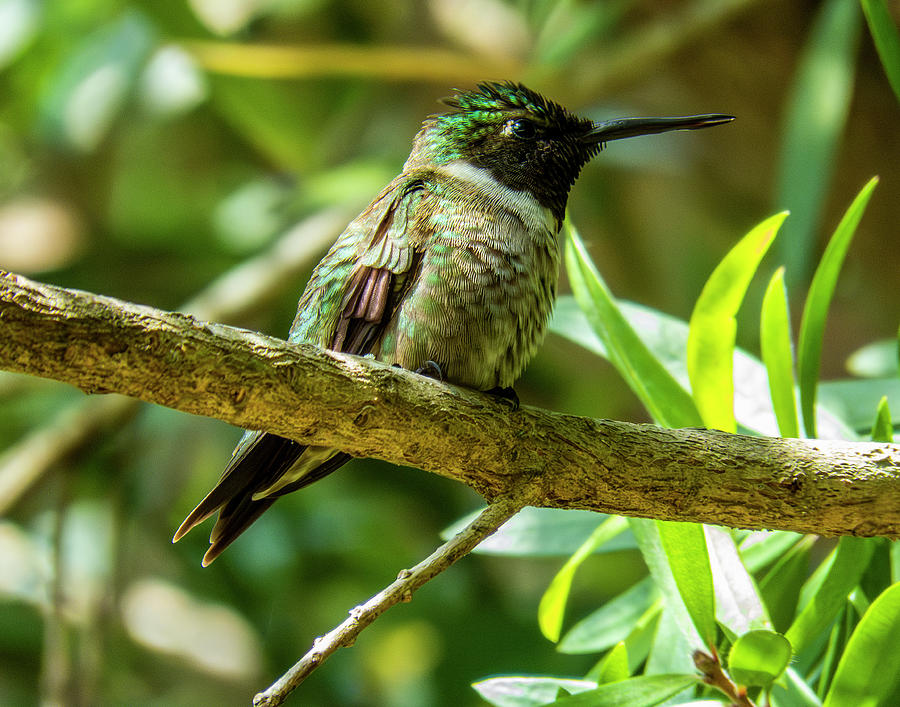 Hummingbird 18 Photograph by J M Farris Photography - Fine Art America