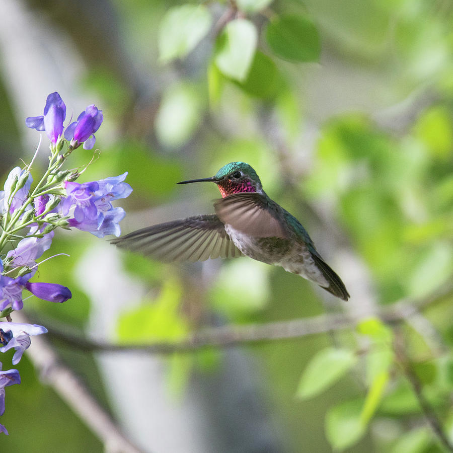 Hummingbird 19 Photograph by Catherine Lau